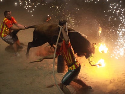 Un toro embolado en un correbous.