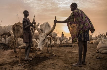 Crianças sudanesas da tribo Dinka cuidam de uma vaca em Mingkaman, no estado de Lagos (Sudão do Sul).