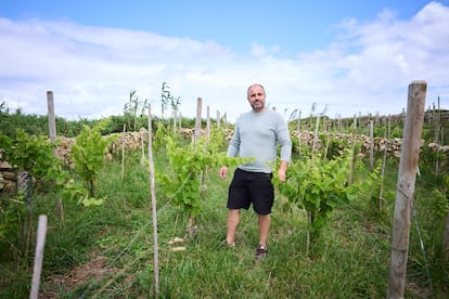 Pedro Agudo, Viticulture.