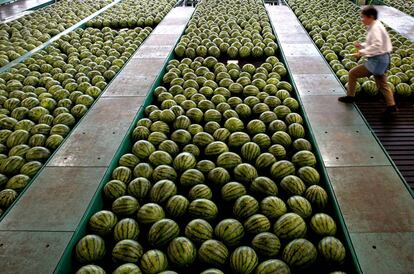 Un empleado comprueba la cosecha de sandías en una empresa de frutas, en Tottori, Japón.