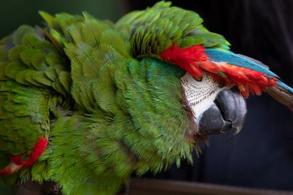 Una guacamaya limpia sus plumas durante su proceso de rehabilitación.