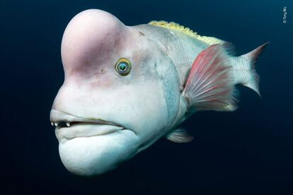 Tony Wu - 'Wildlife Photographer of the Year'