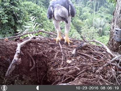 Harpia adulta chega com um braço de macaco a um ninho monitorado por uma armadilha fotográfica.