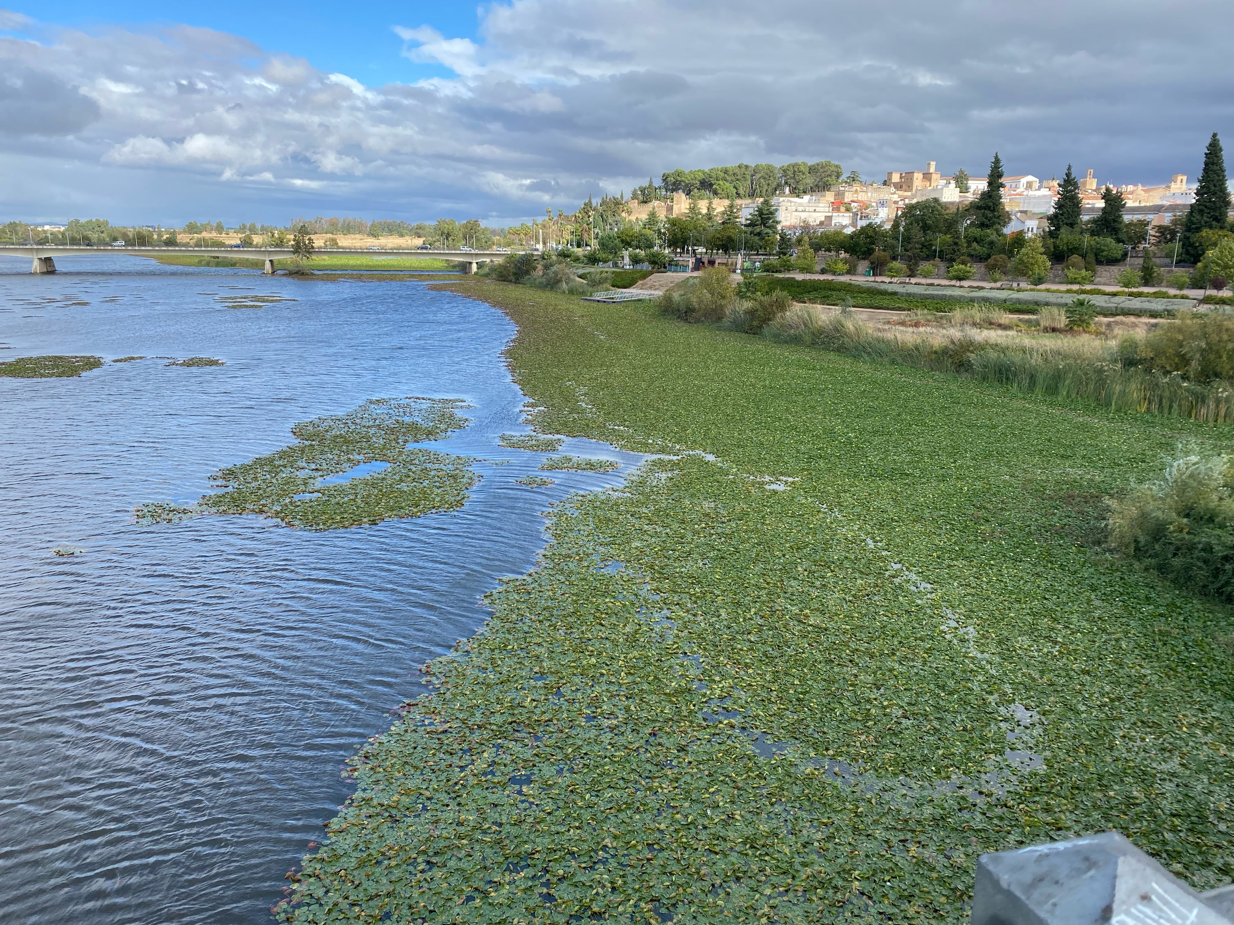 El nenúfar mexicano convierte al Guadiana en un río verde a su paso por Badajoz