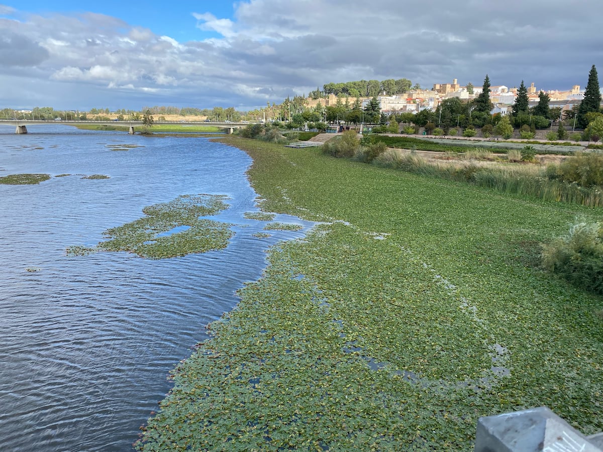 El nenúfar mexicano convierte al Guadiana en un río verde a su paso por Badajoz | España – Technologist