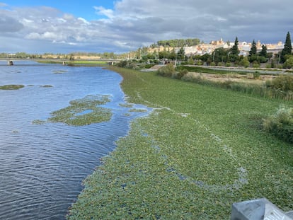 Nenúfar mexicano en el Guadiana, en Badajoz.