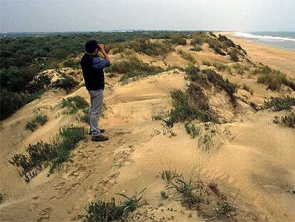 Dunas móviles en la flecha de arena de El Rompido (entre retamas y brezos). En su vertiente atlántica, este paraje natural onubense ofrece playas rectilíneas de arenas finas y restos de conchas marinas.