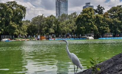 El bosque de Chapultepec,en octubre pasado.