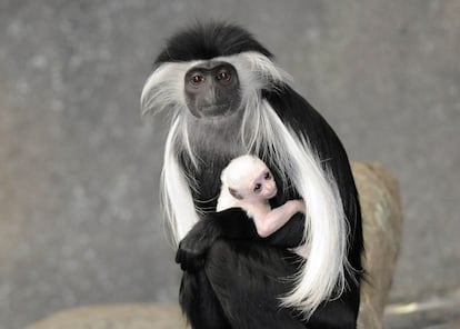 Un mono colobo angoleño nacido en el zoo de Brookfield, junto a su madre.