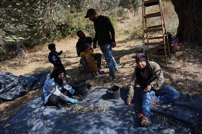 Personas de todas las edades se acercan a los campos de olivos especialmente los fines de semana, cuando los ni?os no tienen colegio y los mayores descansan de sus ocupaciones principales. En la imagen, una familia durante la cosecha de aceituna en la localidad cisjordana de Battir.