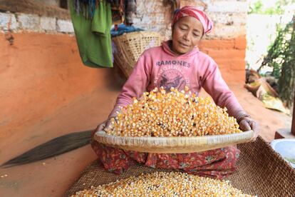 En Sindhupalchok, la mayoría de la población vive de la agricultura de subsistencia. Tuku Kumari Shrestha, de 52 años, prepara el maíz que ha recogido en el campo.
