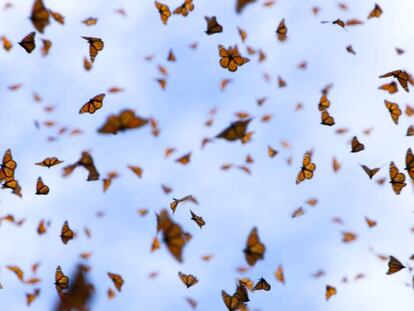 Nube de mariposas monarca en México.