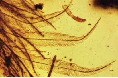 Los investigadores creen que la cola pertenecía a un terópodo no aviar.