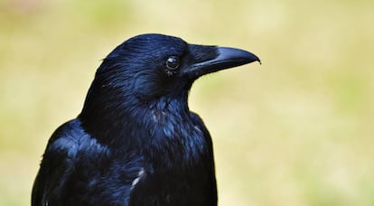 Los cuervos est&aacute;n dotados de unas capacidades cognitivas que cre&iacute;amos exclusivas de los hom&iacute;nidos