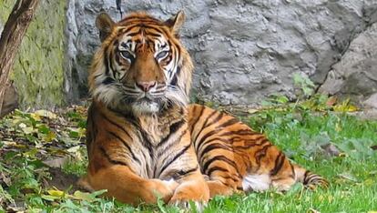 Tigre de Sumatra como el fallecido en el Zoo de Barcelona