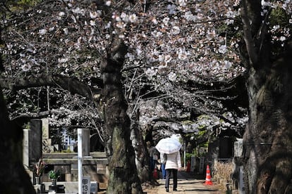 Cerezos en flor en el cementerio de Yanaka en el distrito Taito en Tokio (Japón), este martes.