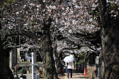 Cerezos en flor en el cementerio de Yanaka en el distrito Taito en Tokio (Japón), este martes.