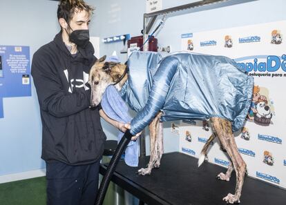 Cristian seca el pelo de Nube después del baño en una tienda de autolavado.