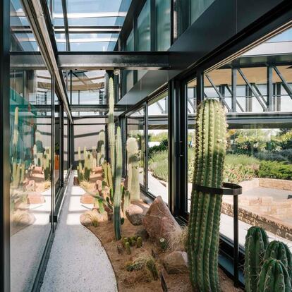 Además, García nos aconseja que cuando tengamos cactus en casa los reguemos abundantemente. "Cuando toca regar hay que ser generoso porque en el desierto cuando llueve lo hace a mares".