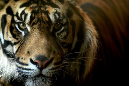 Harau, un tigre de sumatra de 3 años en el Bioparc de Fuengirola, Málaga.