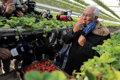 El primer ministro António Costa come una fresa en un invernadero de Beja el pasado 19 de enero. 
