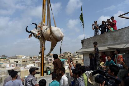 Hombres pakistaníes levantan con la ayuda de una grúa a un toro joven al tejado de un edificio, en Karachi (Pakistán).