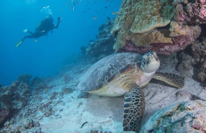 Una tortuga marina bajo las aguas del atolón Aldabra, patrimonio mundial y reserva natural.