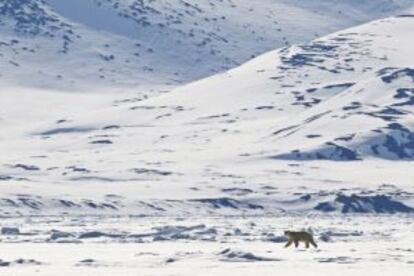 Un oso polar en la Isla de Baffin, en Nunavut (Canadá).