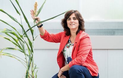 Ana Caño- Delgado, del CSIC, trata de adaptar cereales como este a la sequía que provoca el cambio climático.