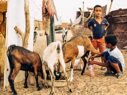 Unos niños alimentan al ganado de la familia en el campamento de Bojador (Argelia).