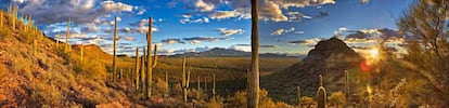 Desierto de Sonora, entre Baja California y Arizona.