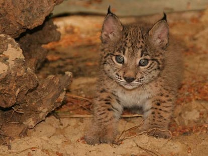 Cachorro de lince en el centro de recuperación de la especie en Doñana.