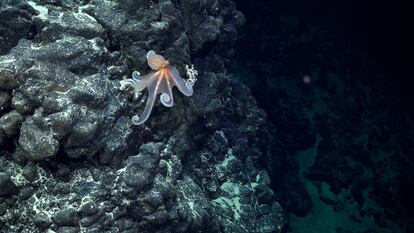 Un pulpo documentado en un monte submarino situado dentro de la jurisdiccin nacional de Chile.