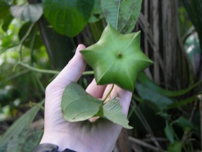 Una planta de sacha inchi. 