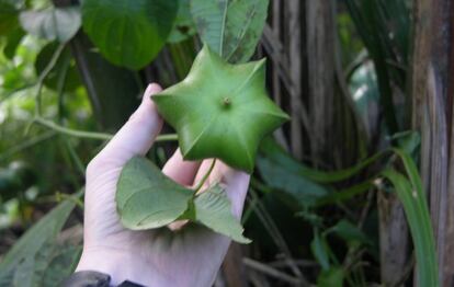 Una planta de sacha inchi.