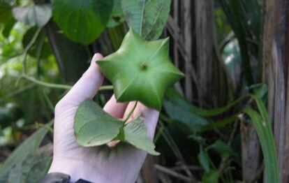 Una planta de sacha inchi. 