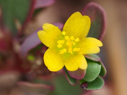 Las flores de la verdolaga pueden autofecundarse fácilmente y solo permanecen abiertas unas pocas horas.