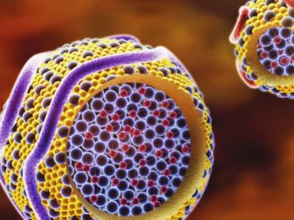 Recreación del colesterol bueno (HDL, derecha) y el malo (LDL, izquierda).