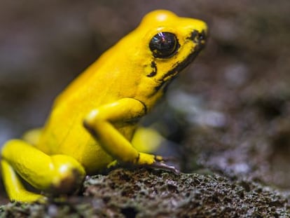 Los demonios del infierno verde II