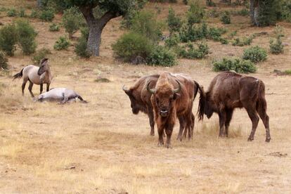 Ejemplares de bisonte europeo, al fondo una pareja de tarpán asiático (caballo salvaje asiático), con la hembra pariendo.