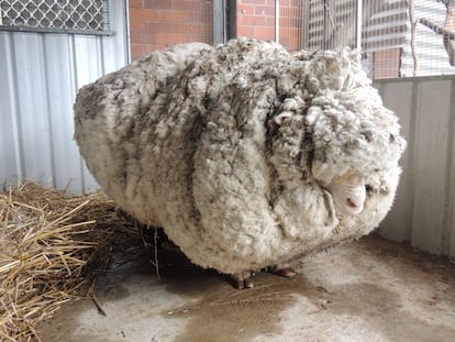 Chris vivía en las afueras de Camberra (en el sureste de Australia) y era hasta esta semana (de manera no oficial) la oveja con más lana del mundo. Tras cinco años sin ser esquilada, le han quitado de encima hasta 40 kilos, o, lo que es lo mismo, unos 30 jerseys, la mitad de su peso.