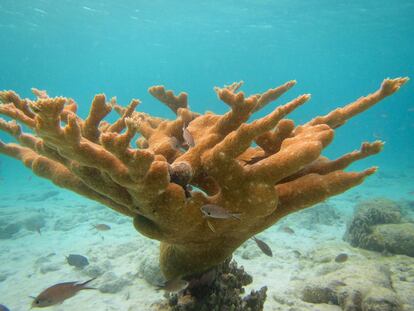 O aquecimento da temperatura da água marinha e o aumento da acidificação dos oceanos são responsáveis pelo fenômeno da descoloração dos corais. O branqueamento ocorre quando o coral expulsa as algas microscópicas com as quais vive em simbiose por culpa do calor. As algas fornecem ao coral sua comida e dão vistosas cores ao seu esqueleto calcário. E se não retornarem ao tecido do coral, ele morre.