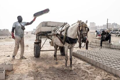 Un conductor carga ladrillos en su carruaje en Dakar. Los equinos son omnipresentes en la floreciente ciudad de África Occidental, de 3,5 millones de habitantes, y donde el tráfico crece a diario, con los consiguientes accidentes y atascos. Los conductores de carros sufren la hostilidad de otros usuarios de la calzada que no se adaptan bien al paso lento de los caballos. "Nadie nos respeta. La gente se cree que estamos en el nivel más bajo", dice Malick Seck.