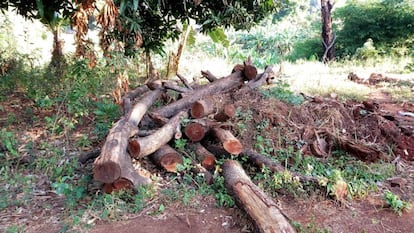 Unos árboles de teca cortados por empresas madereras esperan a ser recogidos y trasladados a la ciudad más cercana en el estado de Torit, Sudán del Sur, el 1 de enero de 2019.