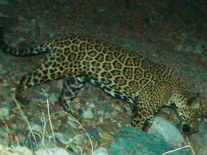 In this photo provided by the University of Arizona and U.S. Fish and Wildlife Service shows a male jaguar photographed by motion-detection wildlife cameras in the Santa Rita Mountains in Arizona on April 30, 2015 as part of a Citizen Science jaguar monitoring project conducted by the University of Arizona, in coordination with U.S. Fish and Wildlife Service. According to Borderlands Linkages, a binational collaboration of eight conservation groups, this cat is known as “El Jefe,” or “The Boss,“ is one of the oldest jaguars on record along the border and one of few known to have crossed the border. (University of Arizona and U.S. Fish and Wildlife Service via AP)