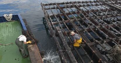 Batea de mejillón en la ría de Arousa