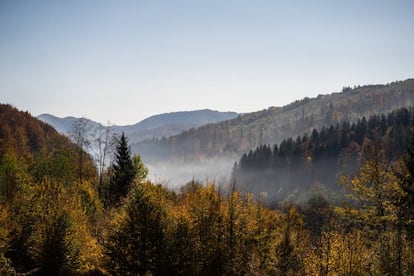 Los bosques cubren el 28,8% del territorio rumano