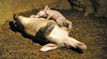 La madre y la cría del cerdo hormiguero español del Bioparc Valencia