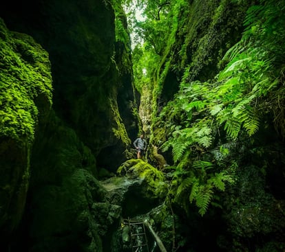 El bosque de los Tilos, en el parque natural de las Nieves de la isla de La Palma.