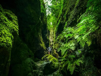 El bosque de los Tilos, en el parque natural de las Nieves de la isla de La Palma.